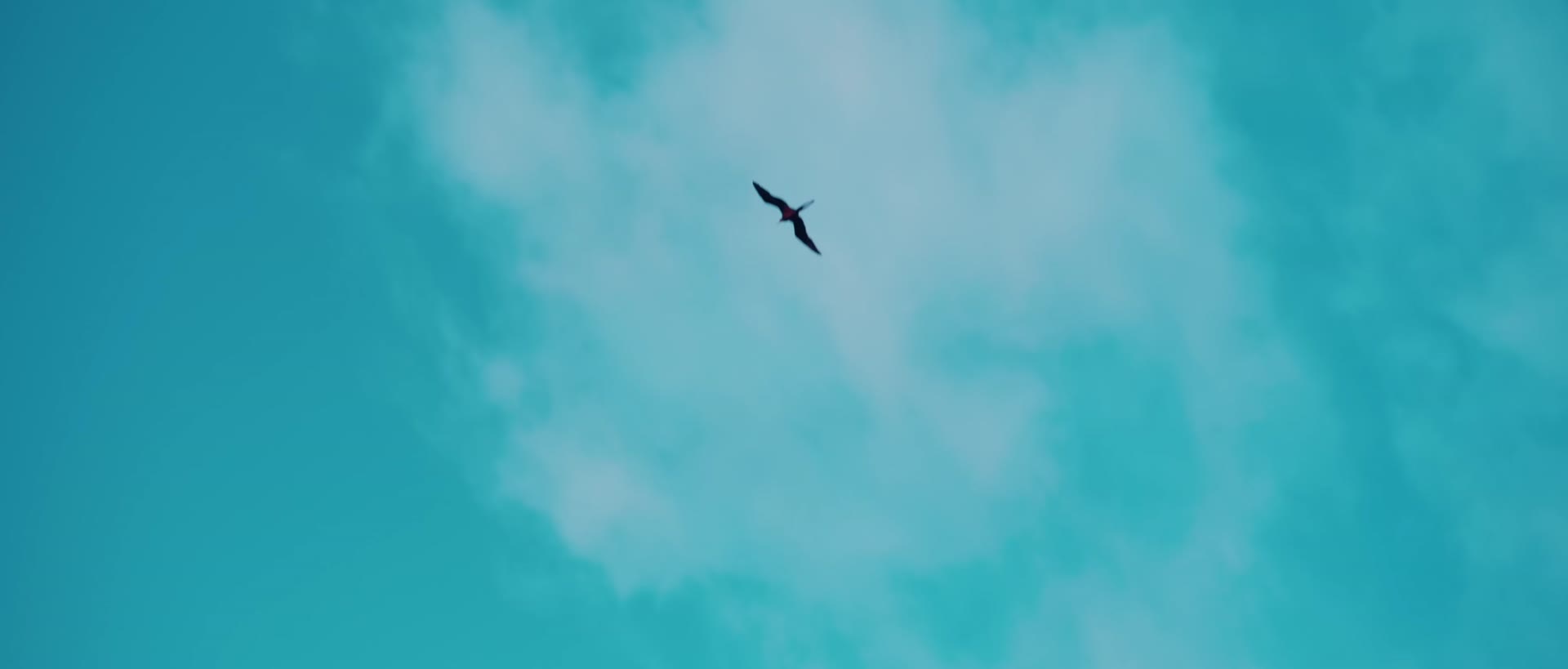 夏日海边阳光椰子树海鸟视频的预览图