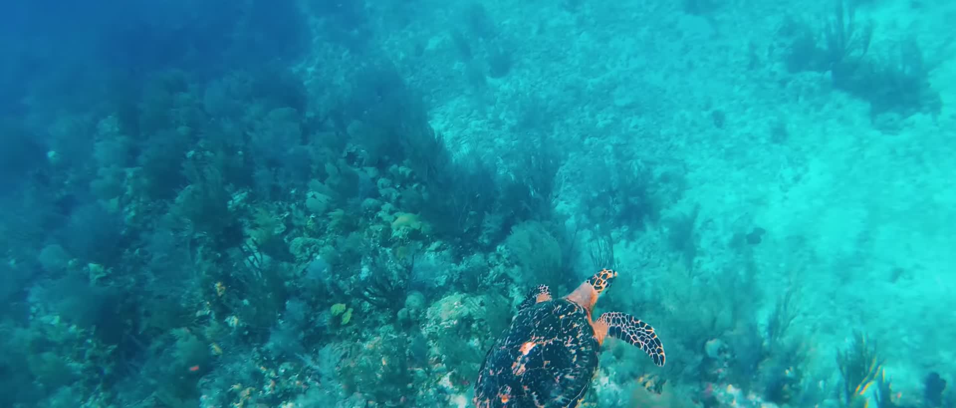 热带潜水拍摄海龟视频的预览图