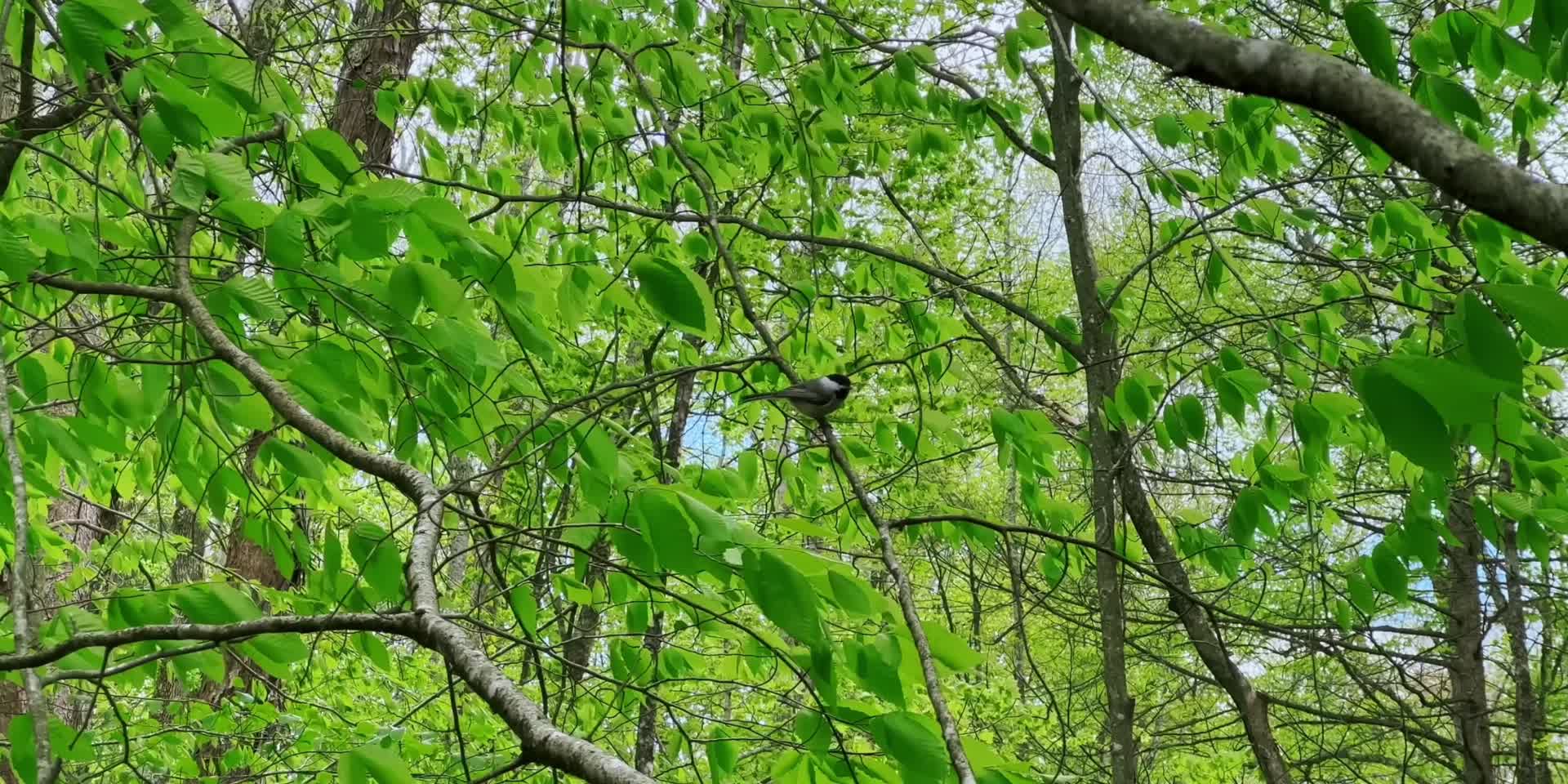 森林枝头上的小鸟视频的预览图