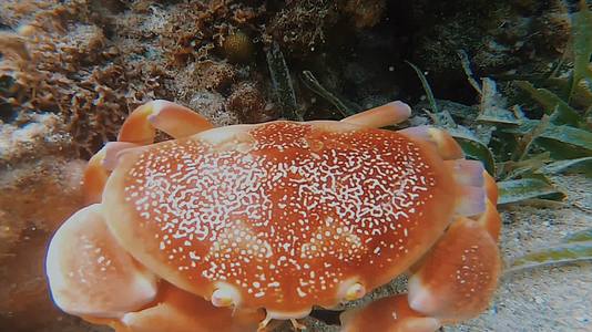 海底水下拍摄螃蟹河豚视频的预览图