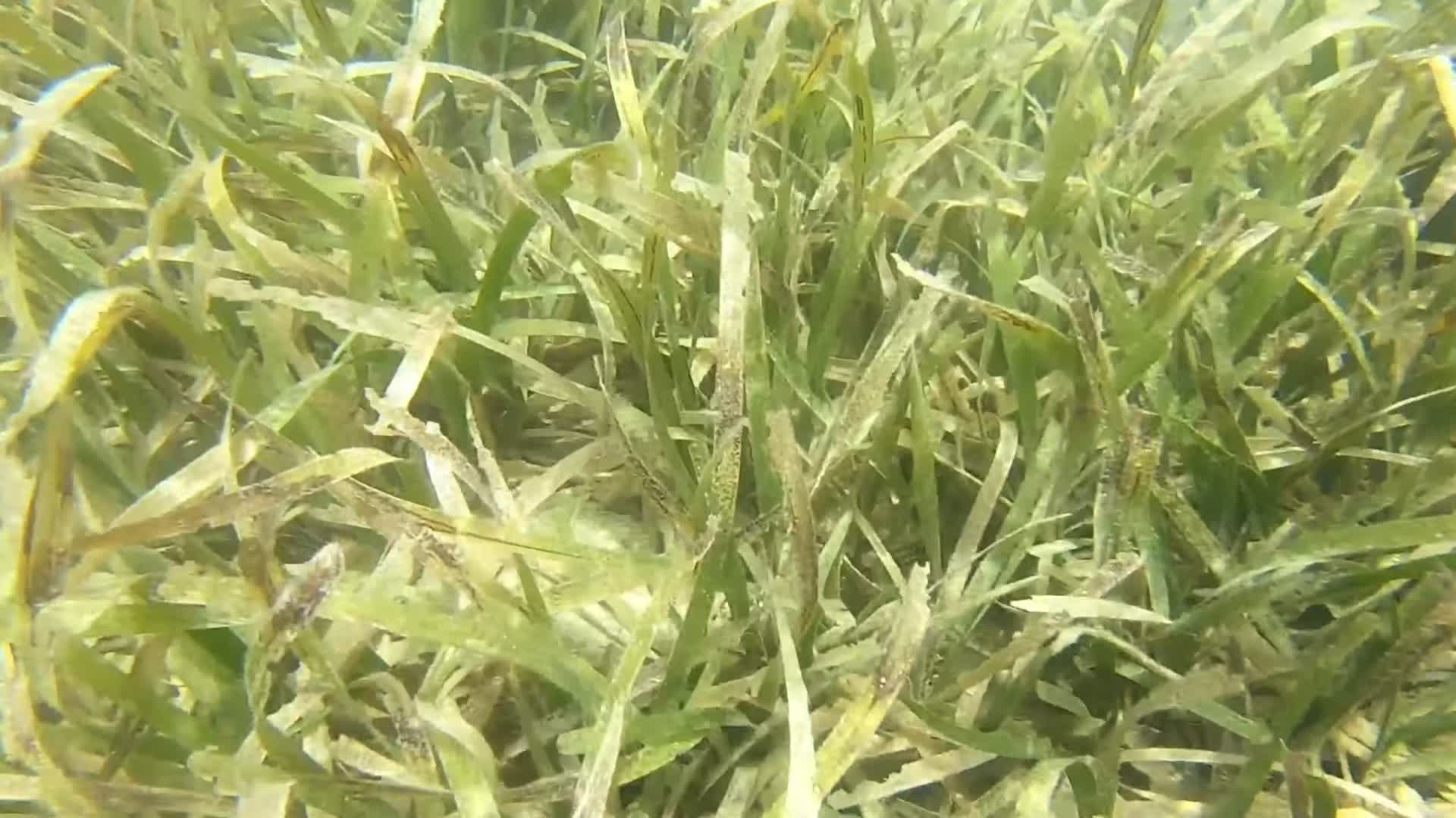 浅海水下海藻海草视频的预览图