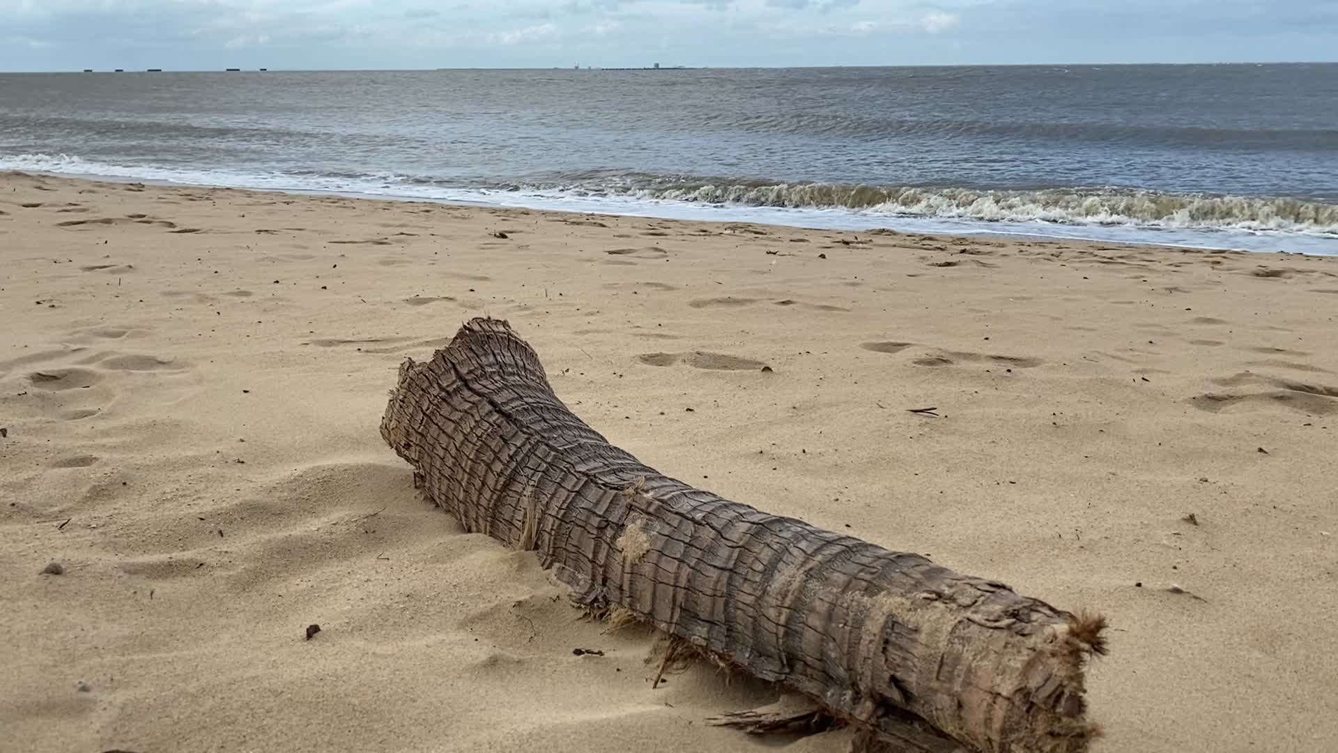 海边沙滩枯树转场短视频拍摄视频的预览图
