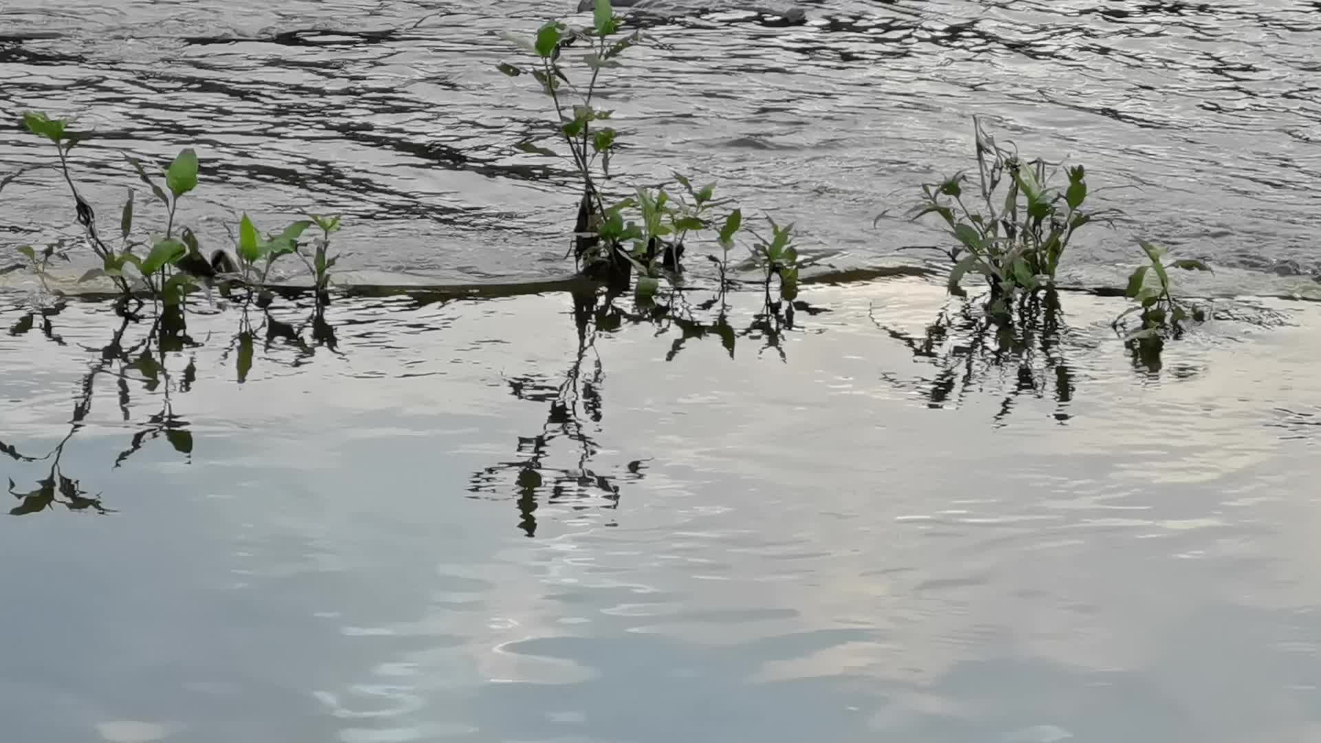小草在倒影的河流之中视频的预览图