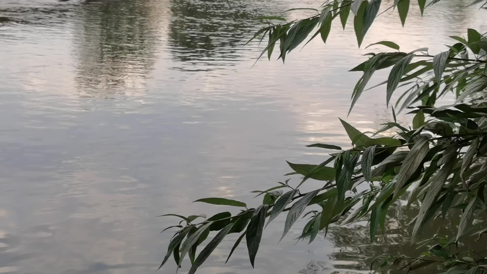 河流中的绿叶视频的预览图