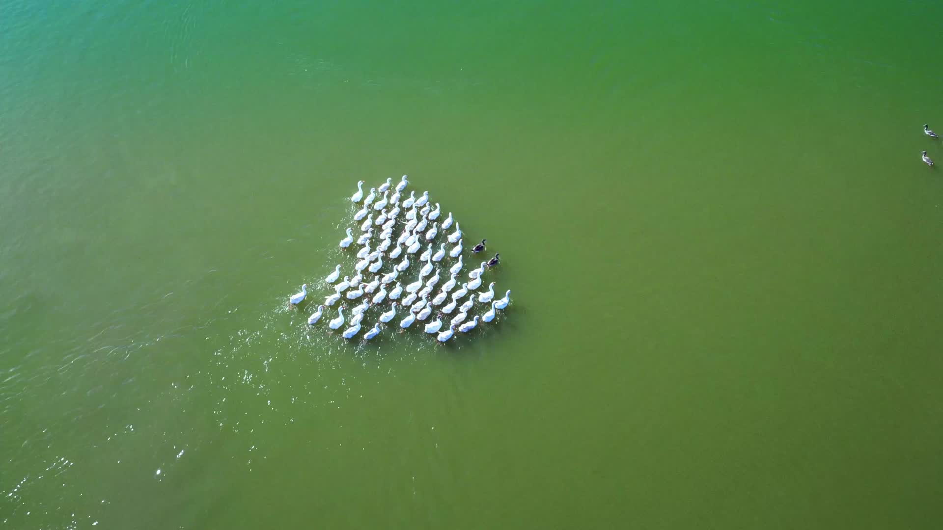 航拍湖中鸭子人与动物和谐共处视频的预览图