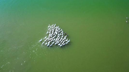 航拍湖中鸭子人与动物和谐共处视频的预览图