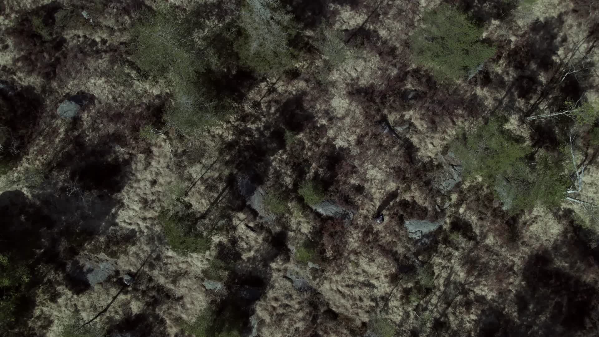 男子在野外森林中行走航拍视频的预览图