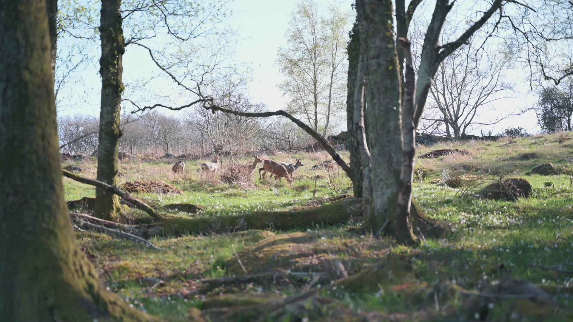 森林中觅食的野生鹿群视频的预览图