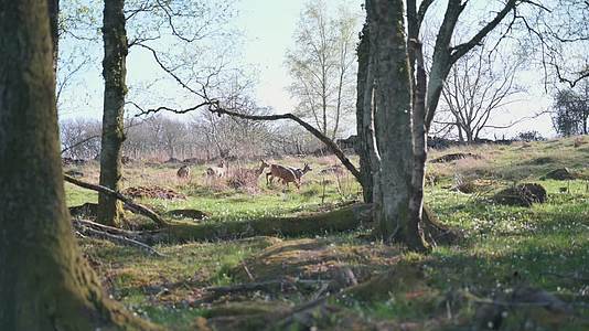 森林中觅食的野生鹿群视频的预览图