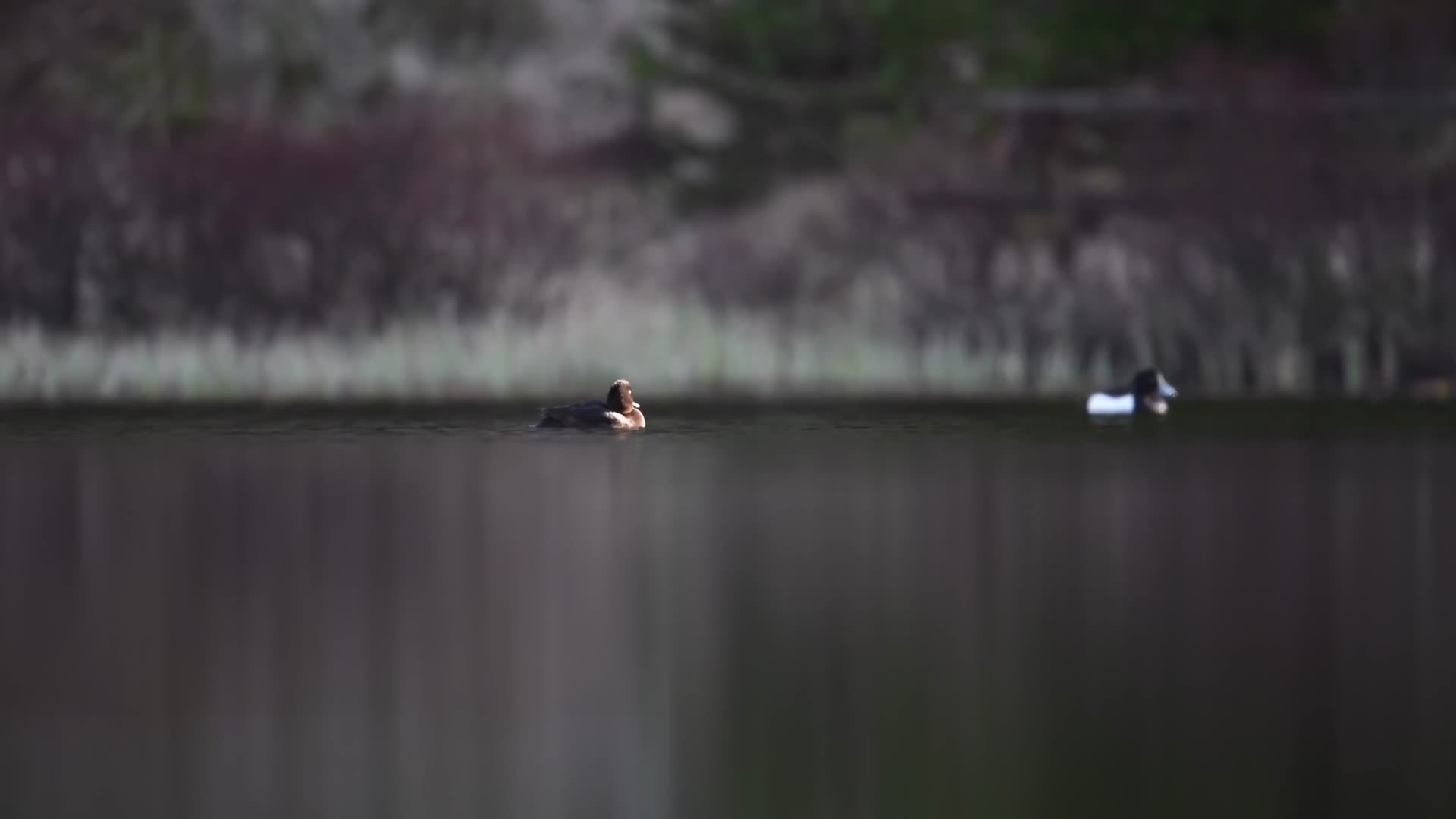 野外湖水鸭子觅食戏水唯美视频的预览图