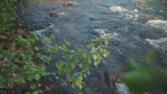 夏季森林溪流植物生升格视频的预览图