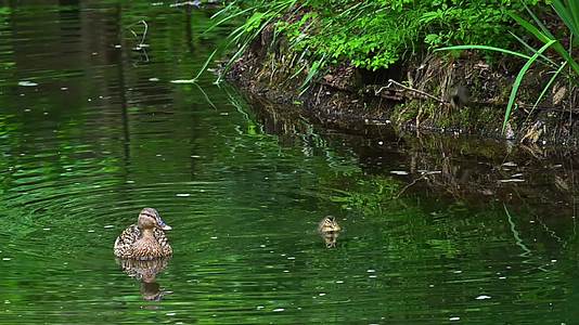夏日池塘母鸭子带着小鸭子觅食戏水合集视频的预览图