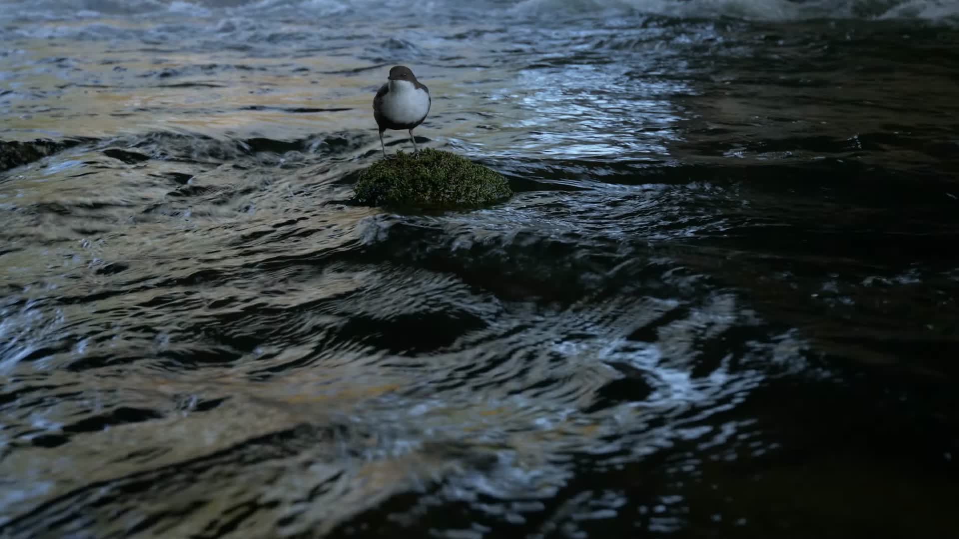 森林溪边水鸟小鸟觅食合集视频的预览图