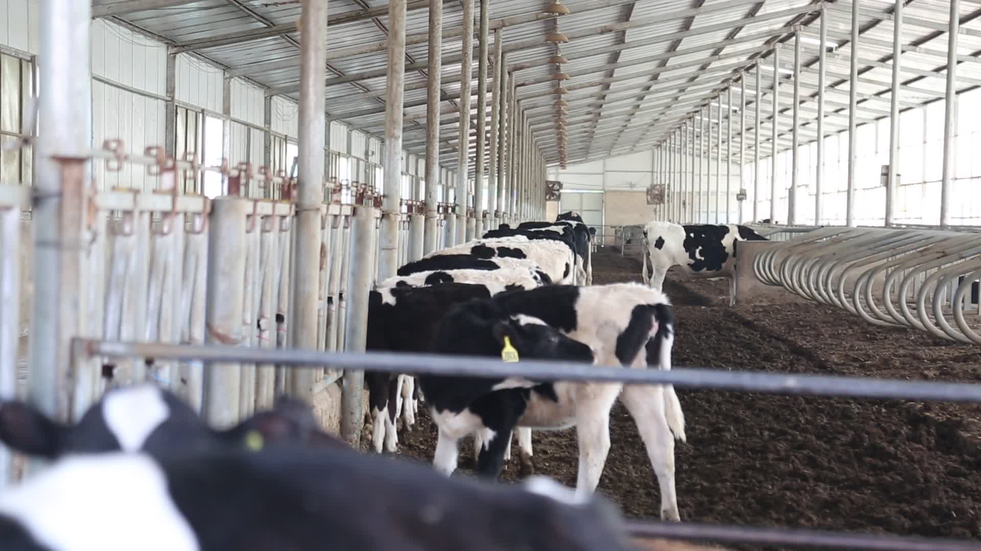 养牛场肉牛养殖繁育视频的预览图