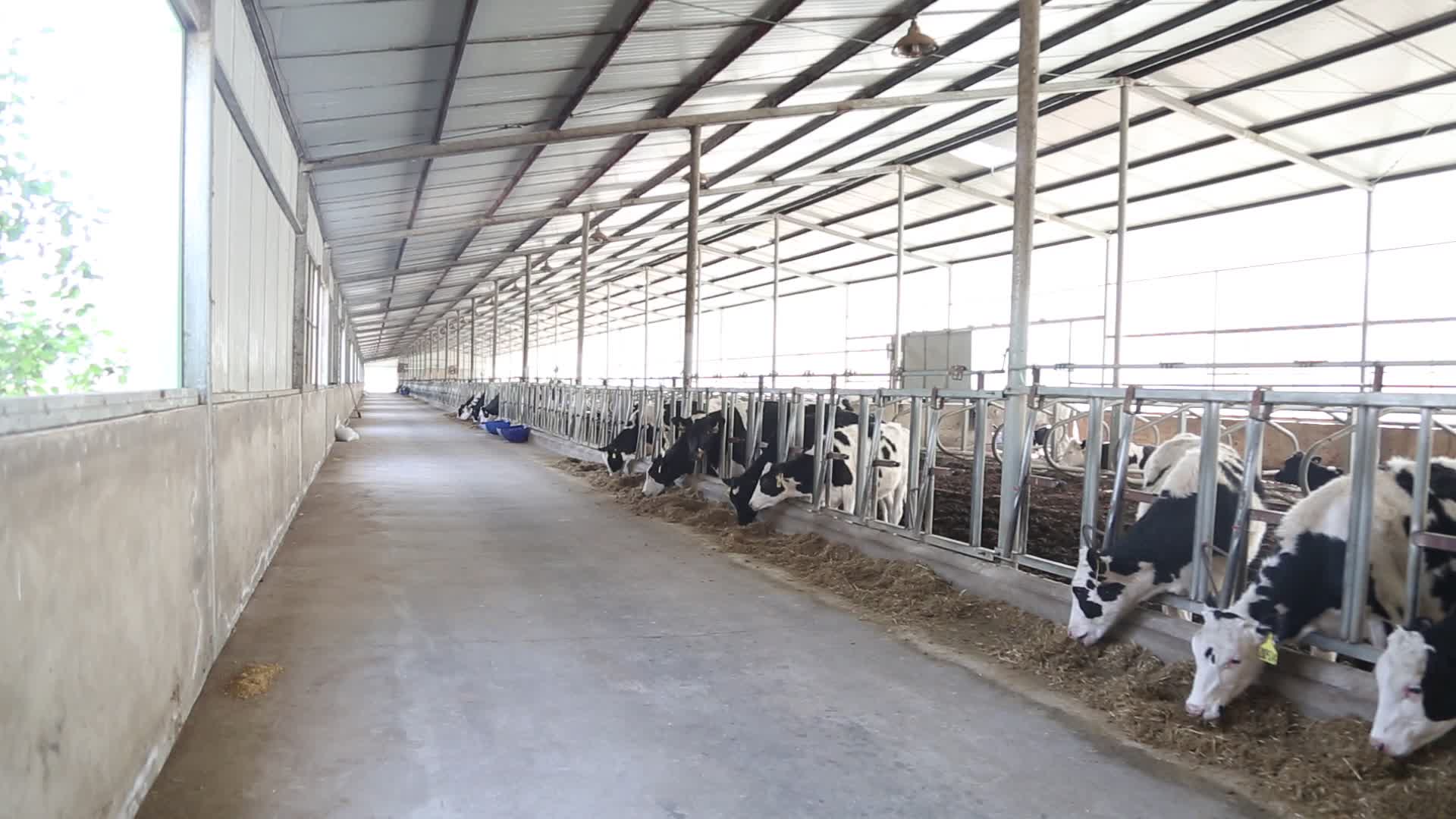 养牛场肉牛养殖基地视频的预览图