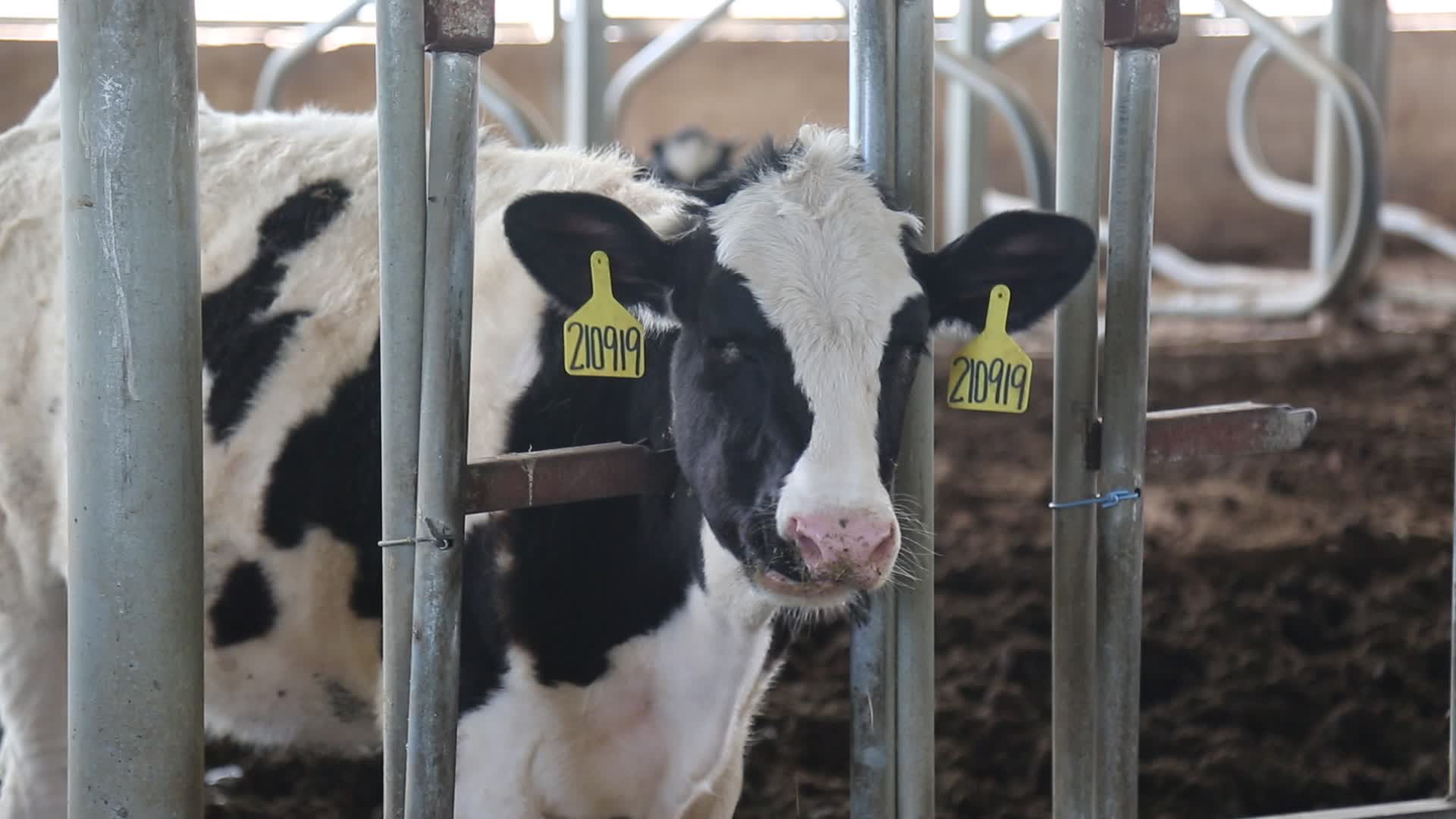 养牛场肉牛养殖基地视频的预览图
