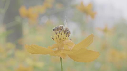 4k蜜蜂采蜜视频的预览图