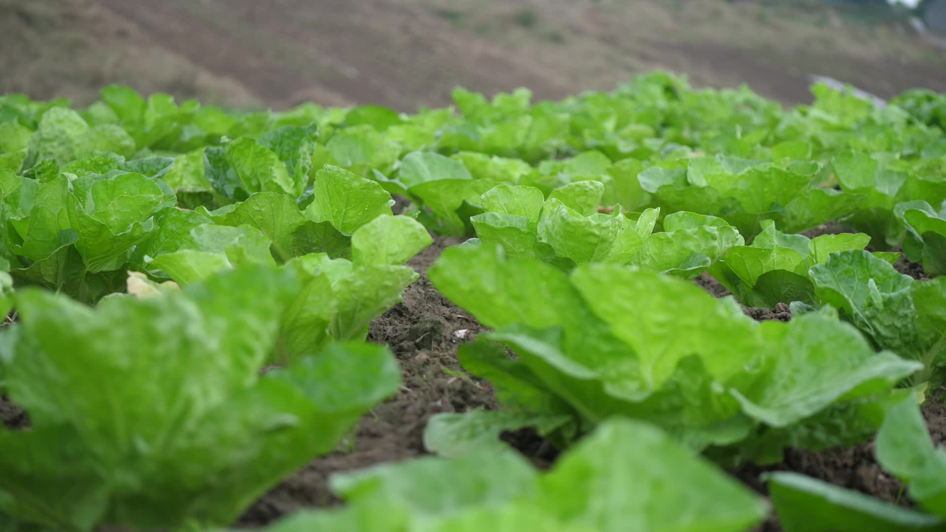 蔬菜特写种植基地种植园农产品高清视频视频的预览图