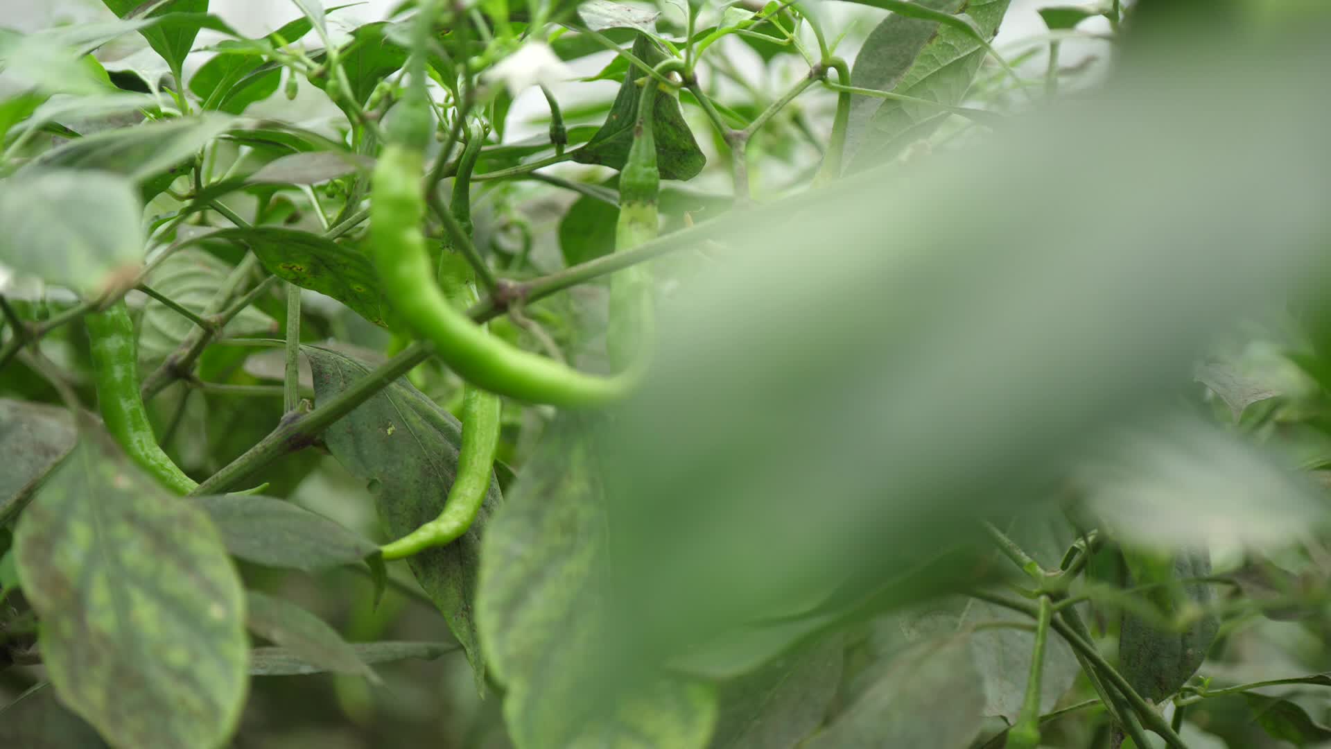 海椒辣椒青椒蔬菜特写种植基地种植园农产品高清视频视频的预览图