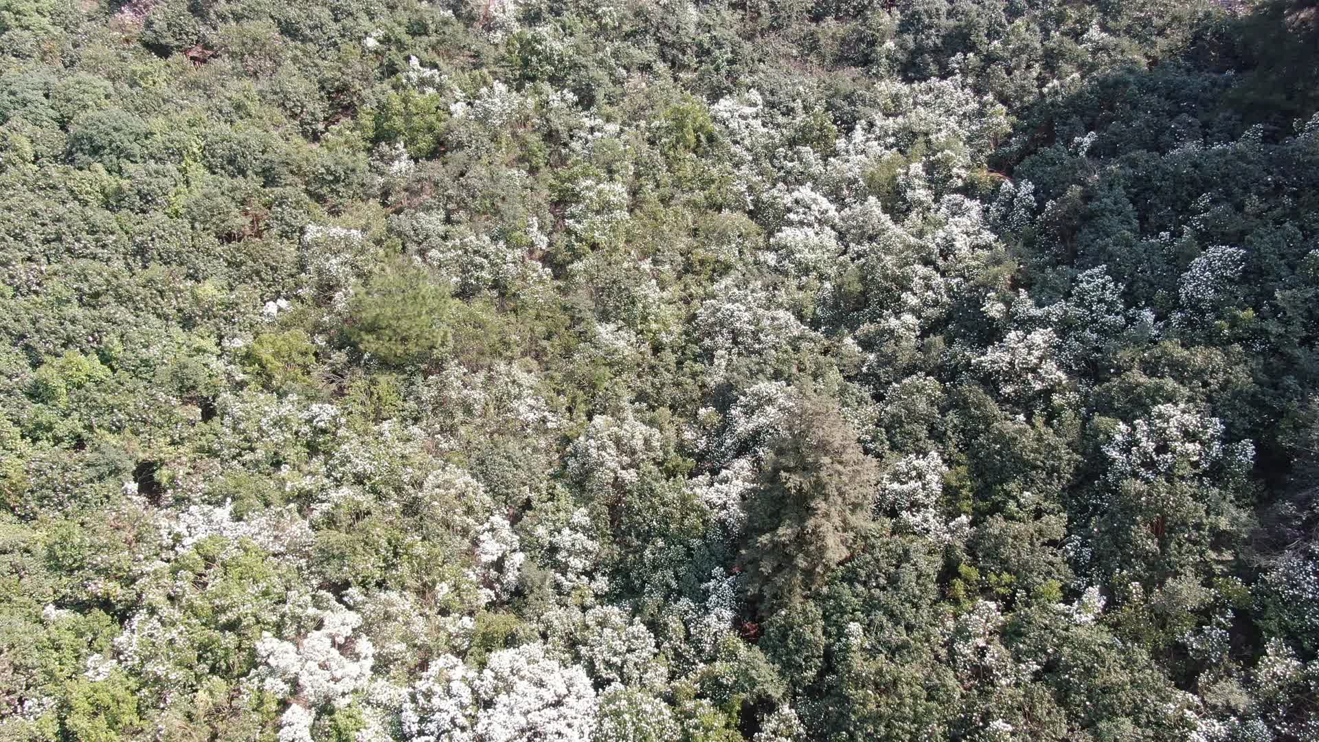 4K航拍大自然野生白色山茶花盛开视频的预览图
