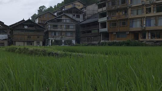 4K贵州梯田水稻大米风吹稻田劳作吊脚楼绿色植物视频的预览图