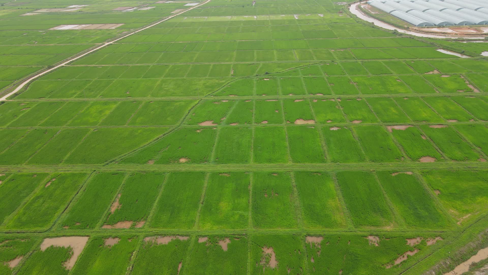 航拍绿色农田农业种植水稻视频的预览图