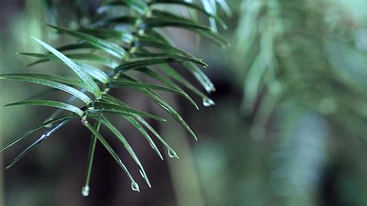 雨天雨水滴落花朵树叶慢动作视频的预览图