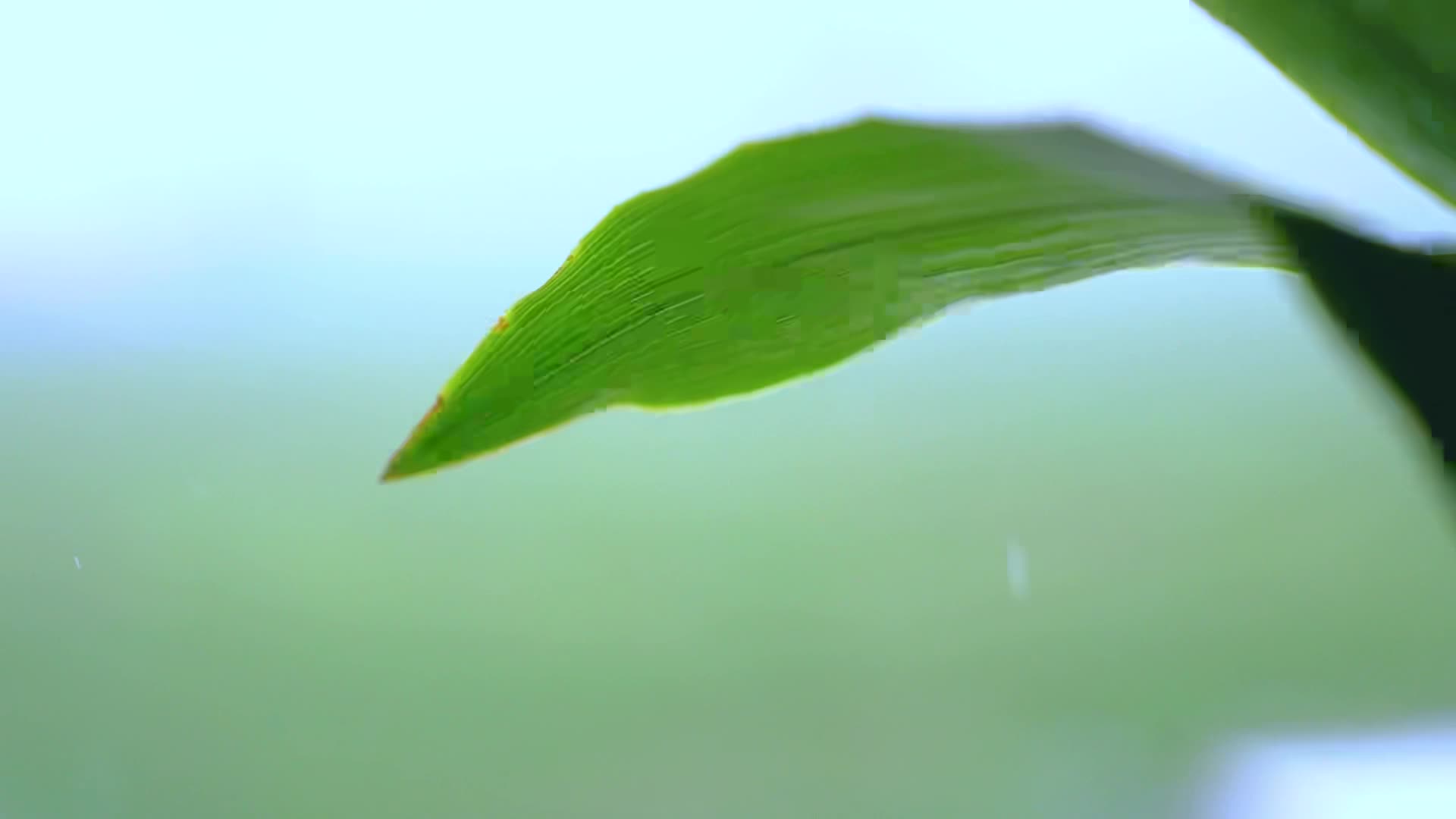 雨天雨水滴落在树叶上视频的预览图