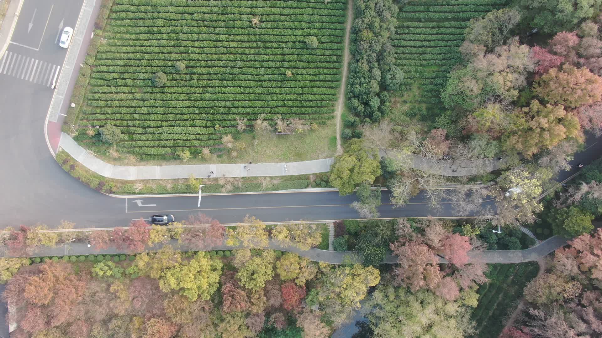 旅游景区杭州西湖龙井茶叶景区视频的预览图