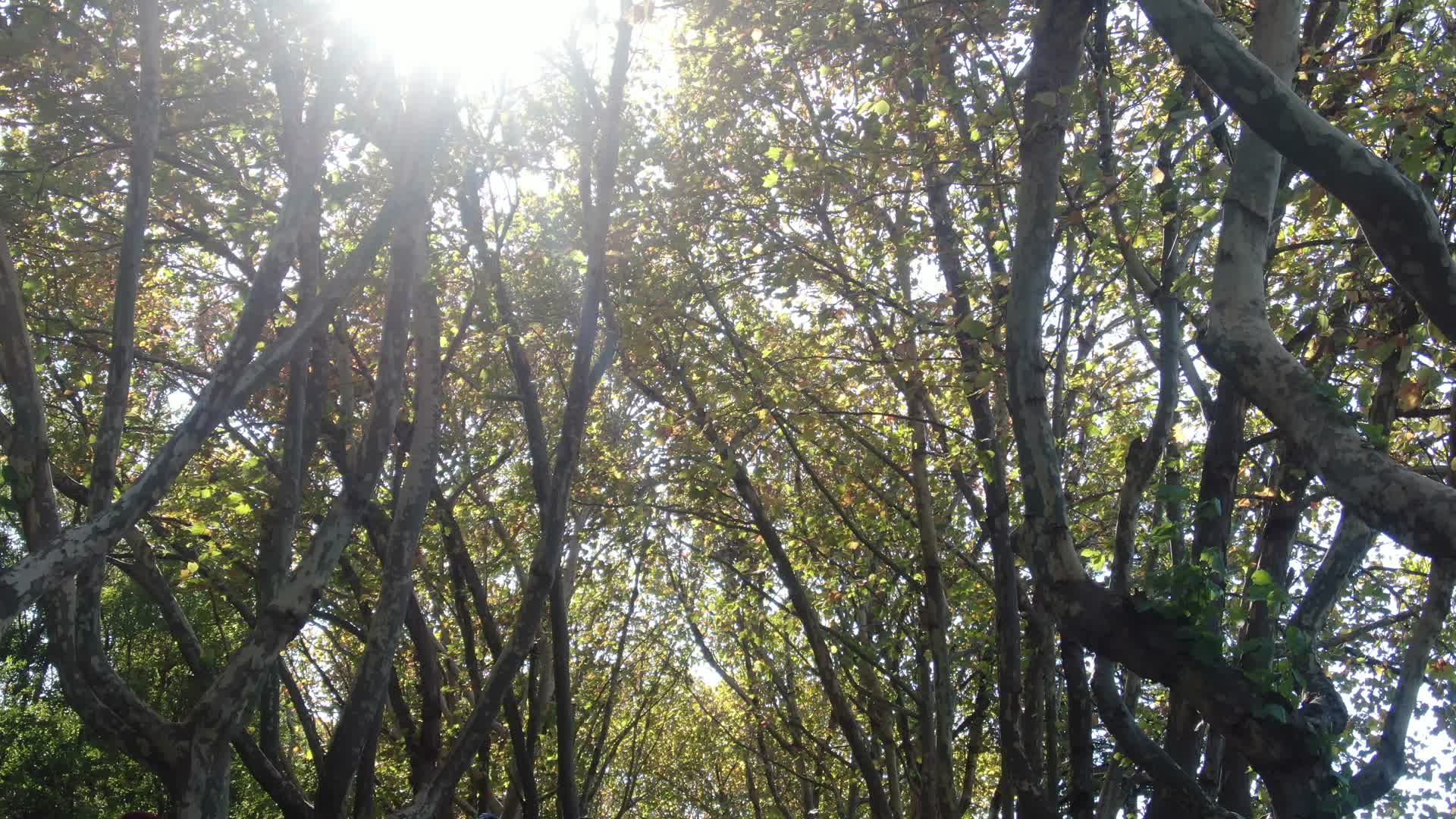 绿树成荫枫叶大道航拍视频的预览图