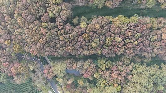 旅游景区南京秋天钟山5A景区红色枫叶视频的预览图