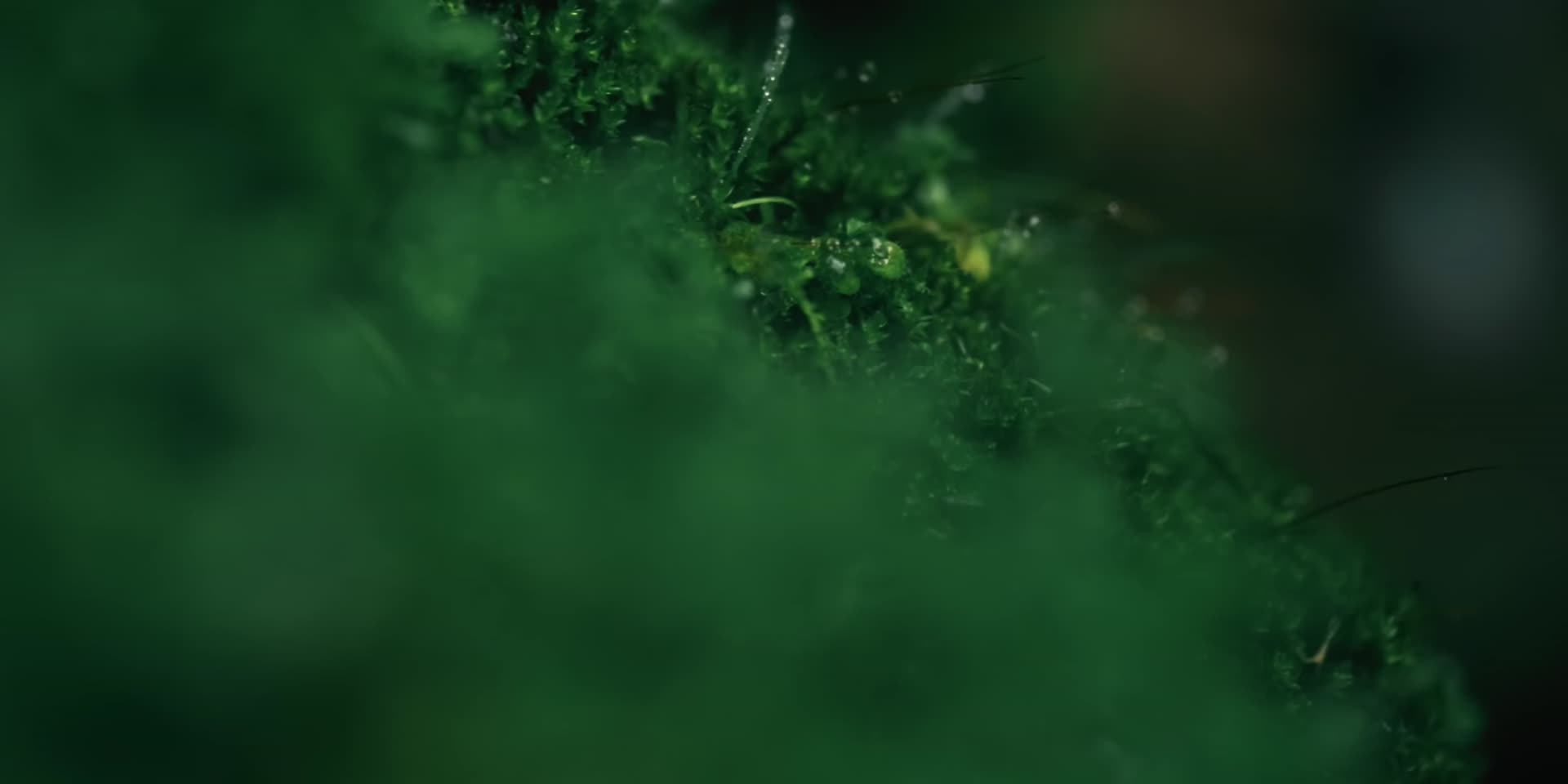 雨林丛林植物特写合集视频的预览图