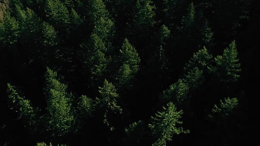 雨后阳光下的原始森林树木植物视频的预览图