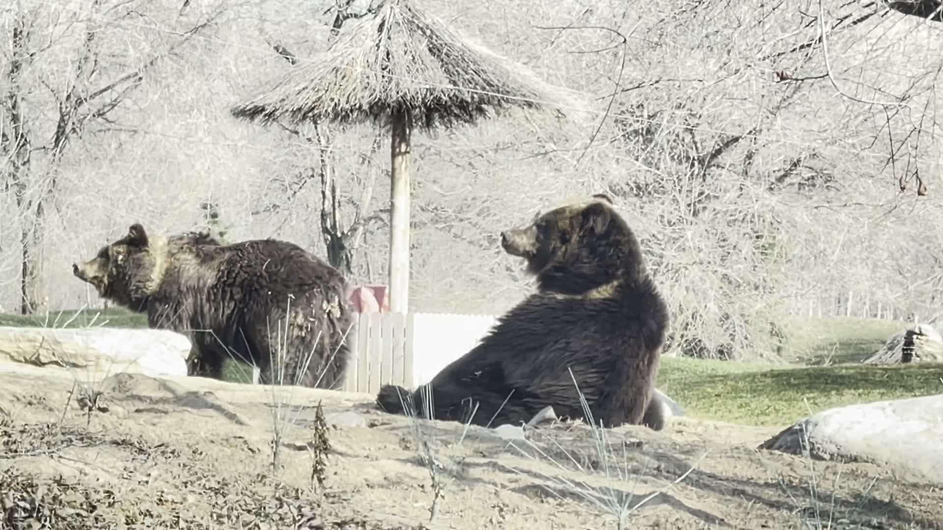 野生动物园开车看棕熊视频的预览图