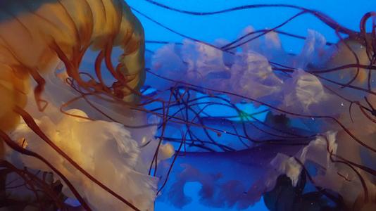 特写深海神秘巨型水母海蜇视频的预览图