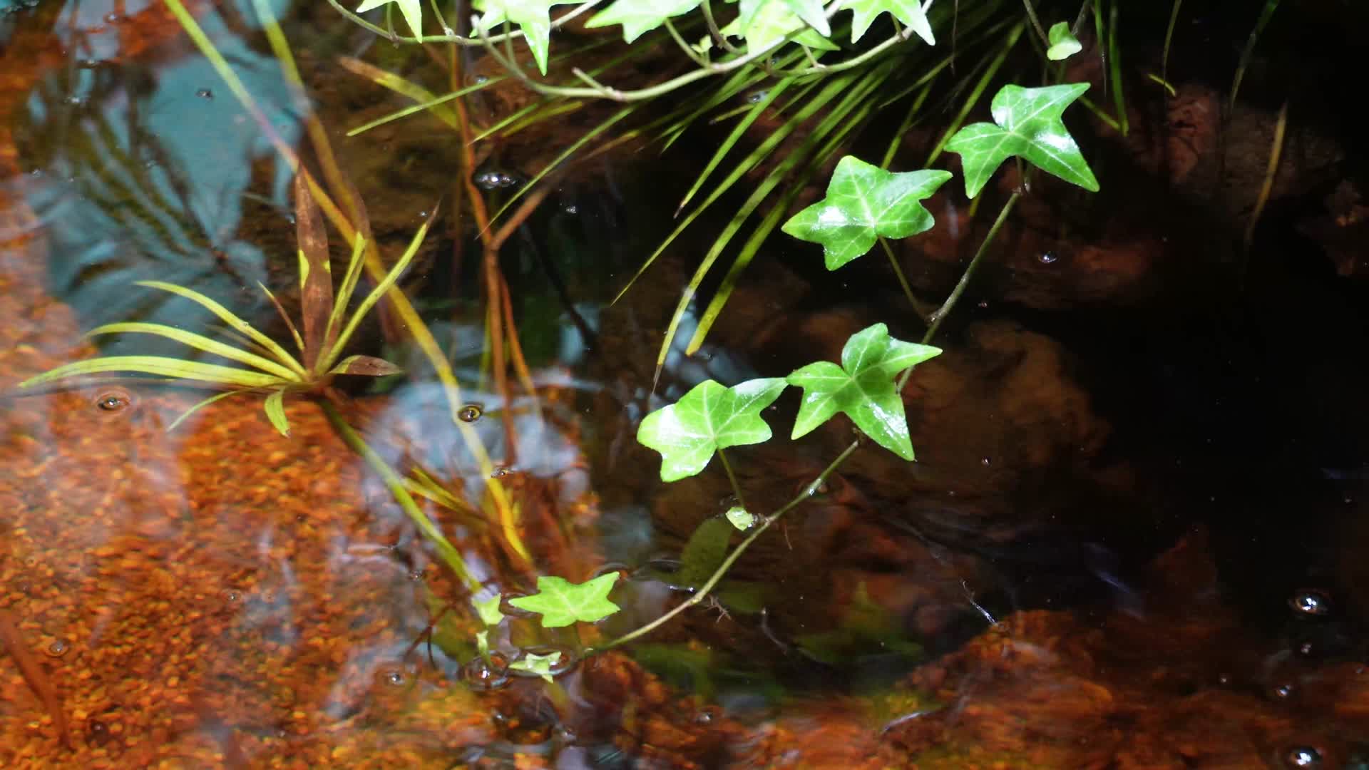 藤蔓爬山虎热带植物叶片叶子叶脉视频的预览图