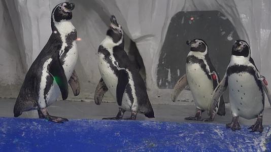 特写企鹅羽毛一群企鹅视频的预览图