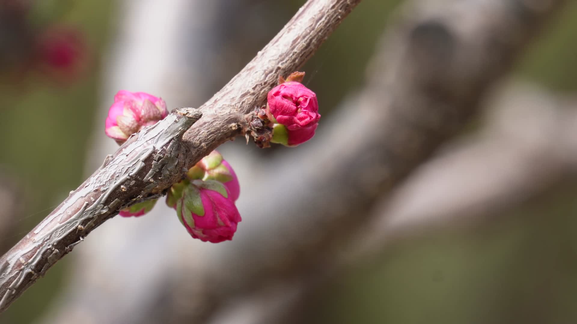 天气回暖梅花桃花花蕾花苞花骨朵视频的预览图