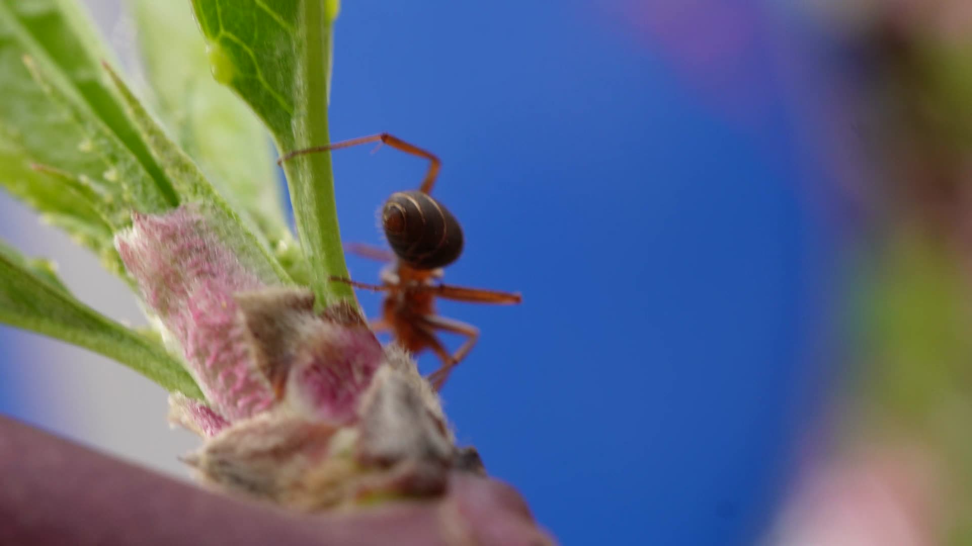 微距桃花上的红蚂蚁昆虫视频的预览图