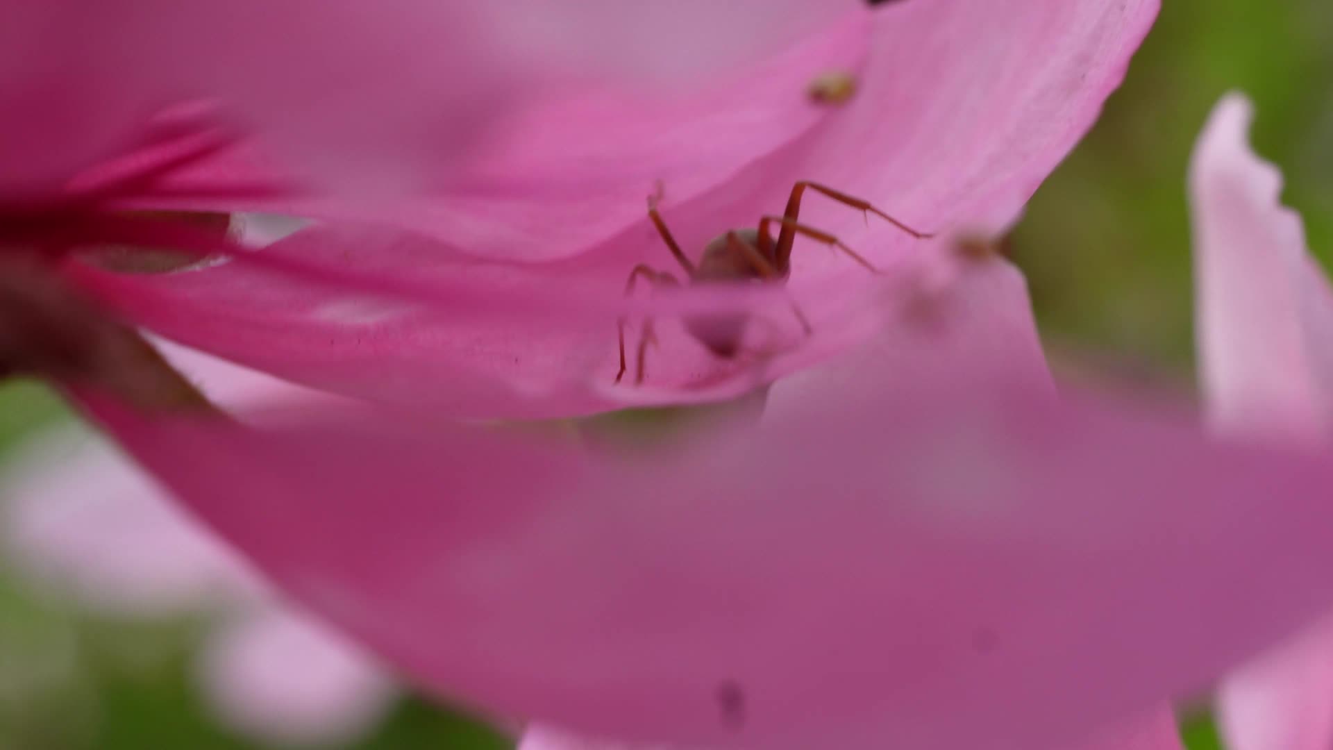 微距桃花上的红蚂蚁昆虫视频的预览图