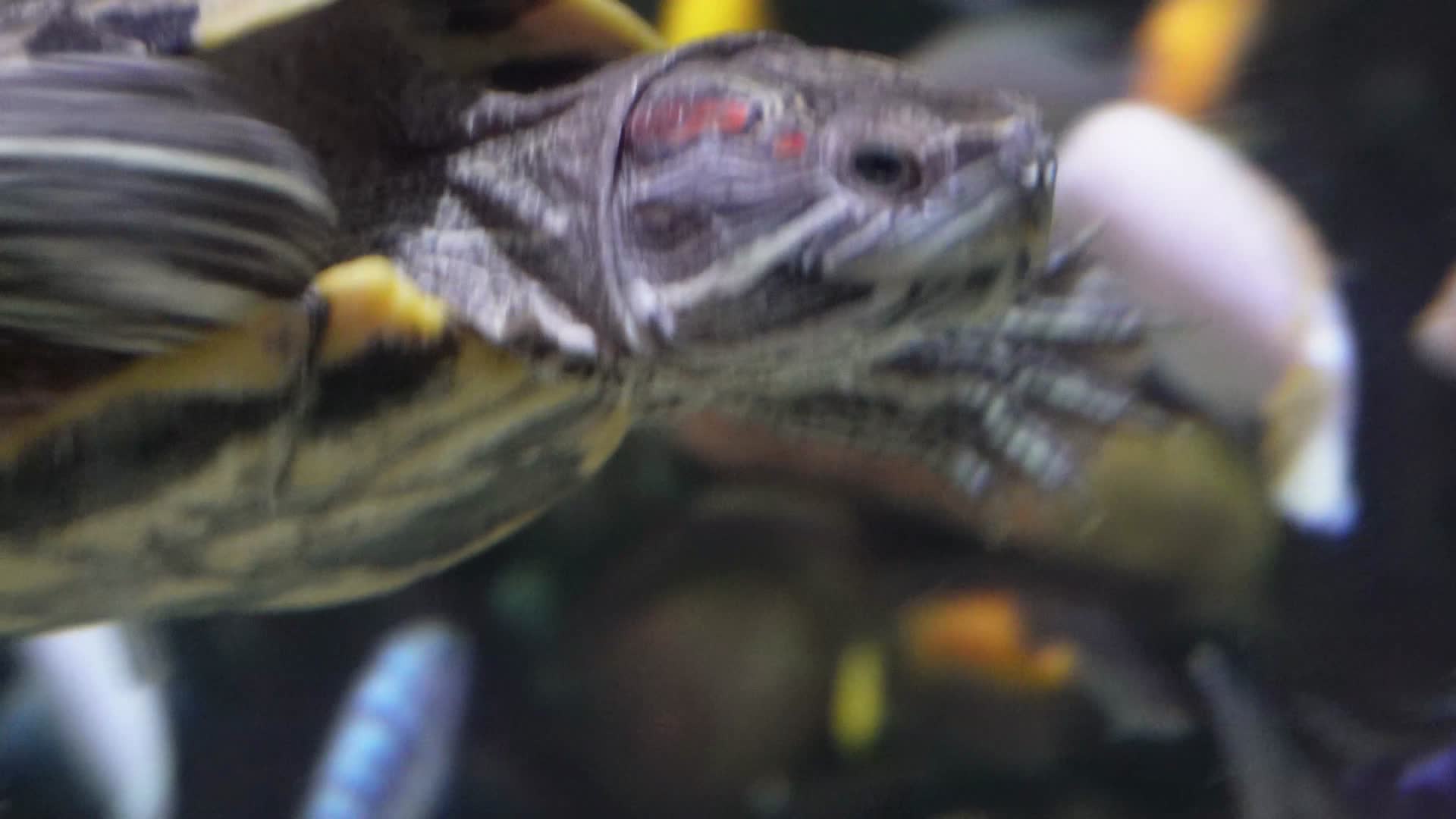 乌龟巴西龟爬行宠物镇宅游动视频的预览图