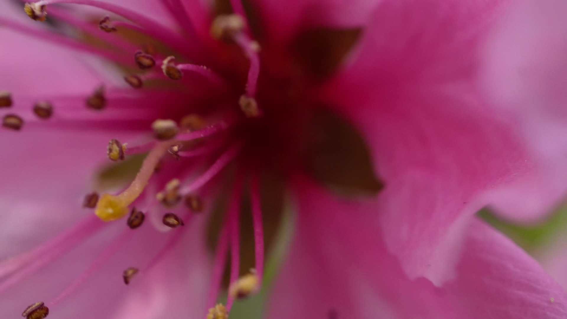 写桃花花朵花蕊花瓣春天视频的预览图