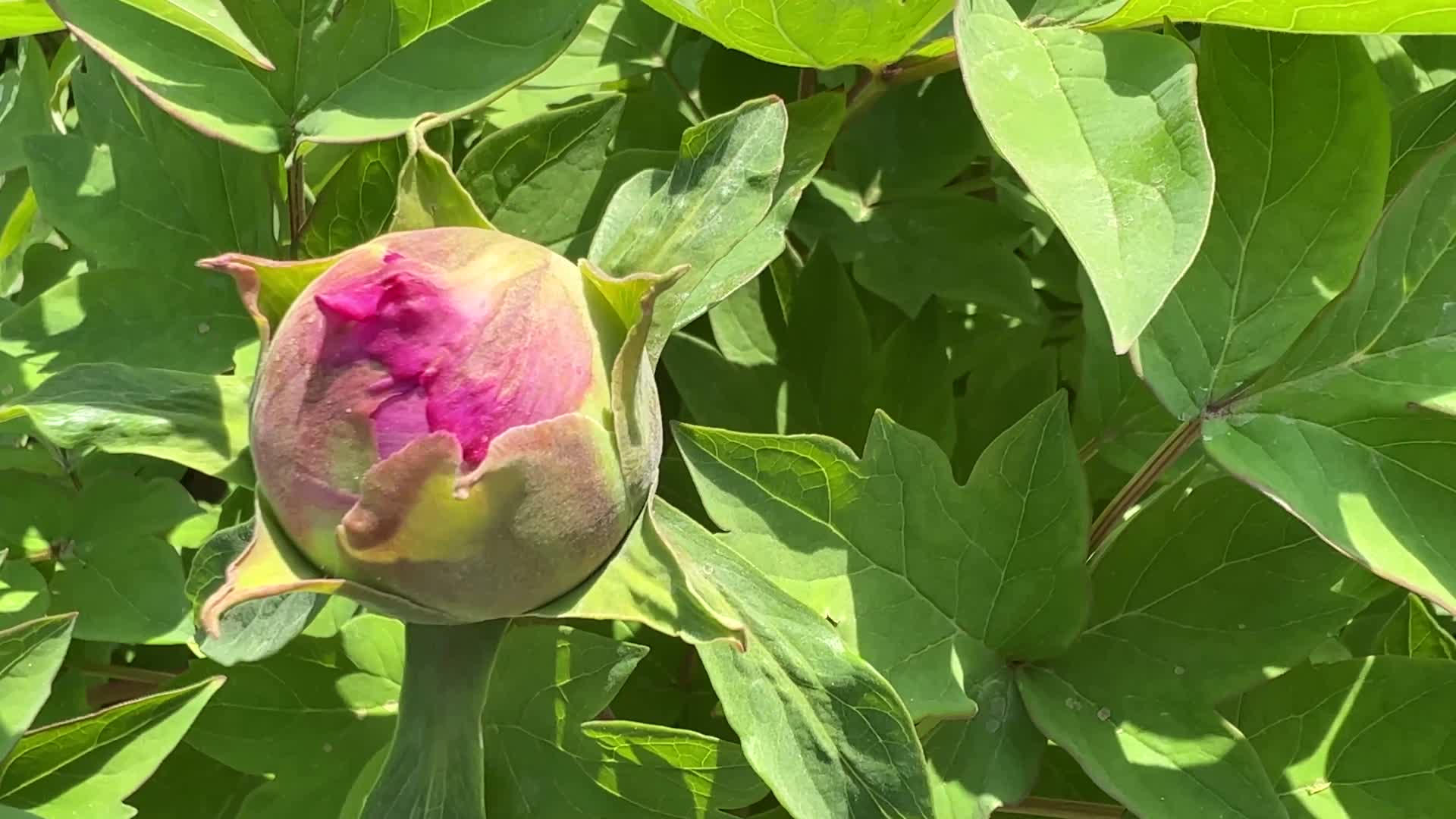 夏季含苞待放的国花牡丹视频的预览图