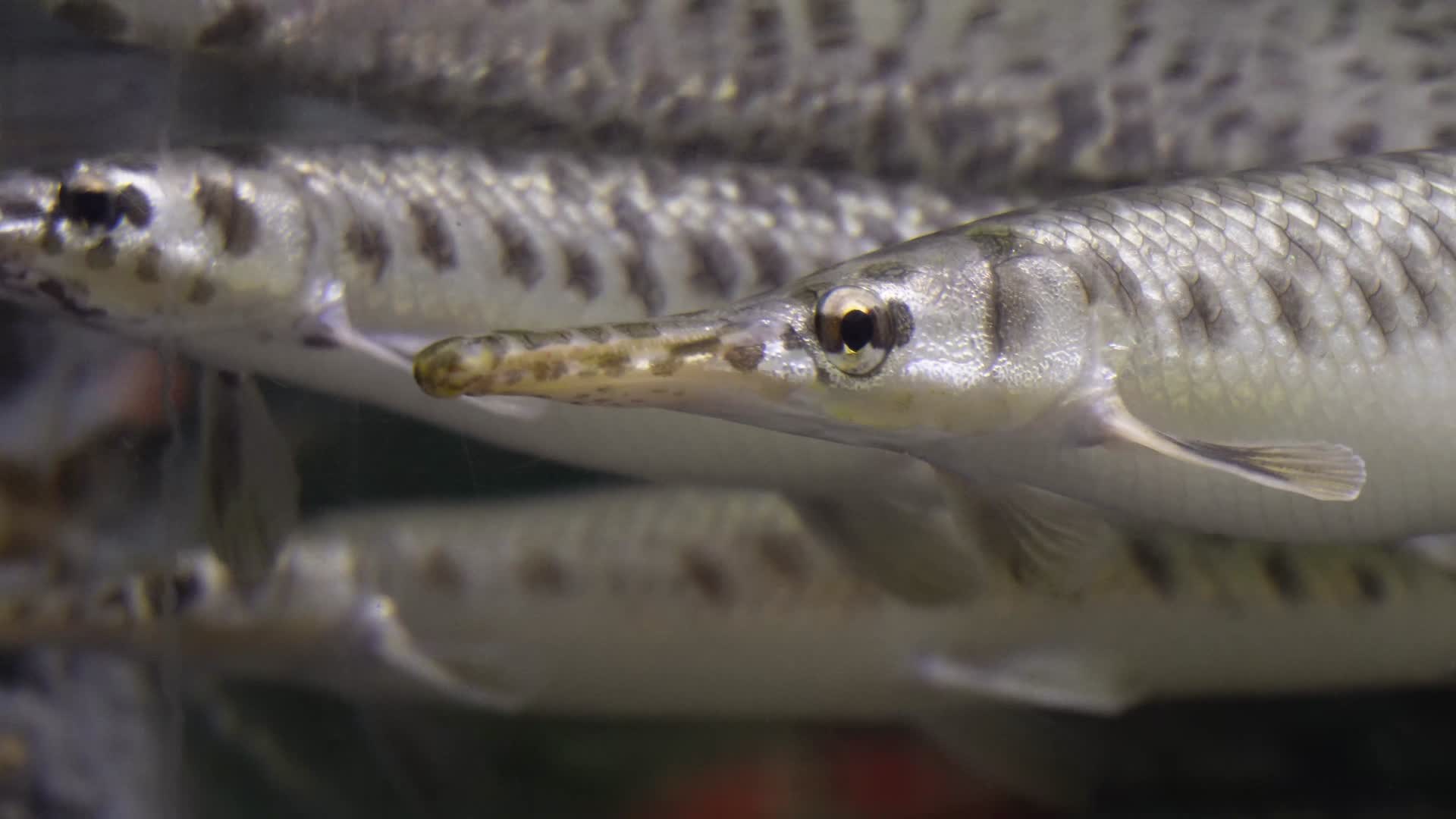 稀有针鱼梭鱼热带鱼观赏鱼视频的预览图