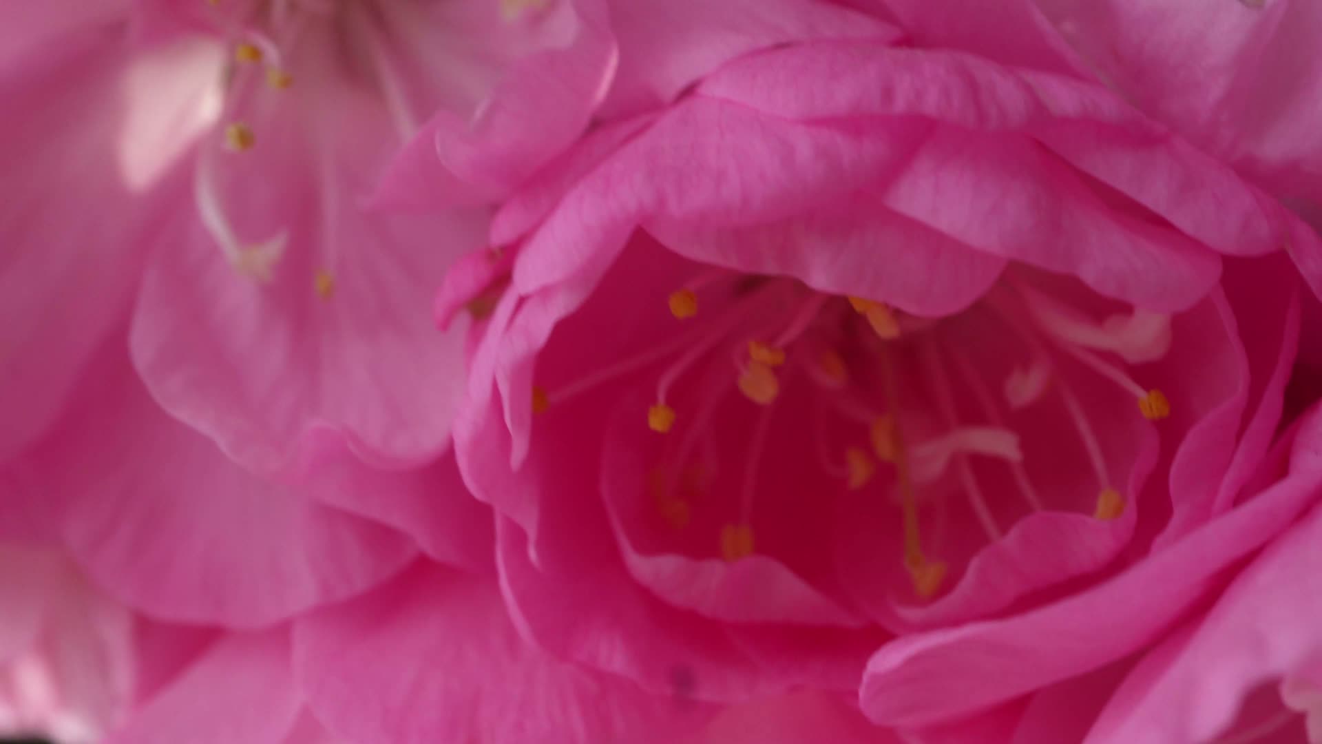 写桃花花朵花蕊花瓣春天视频的预览图