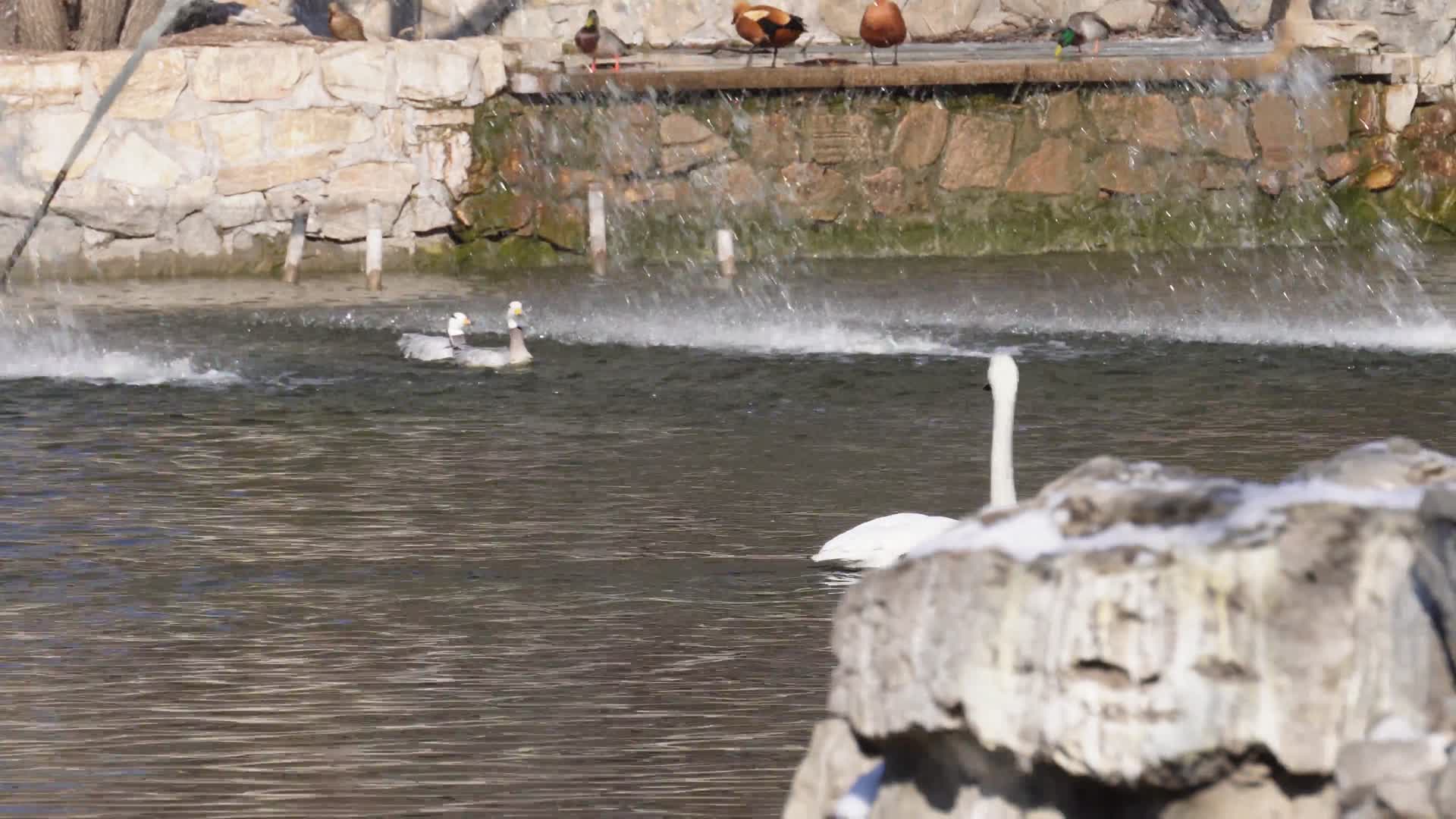 游客喂鸭子野鸭子湖面水波纹视频的预览图