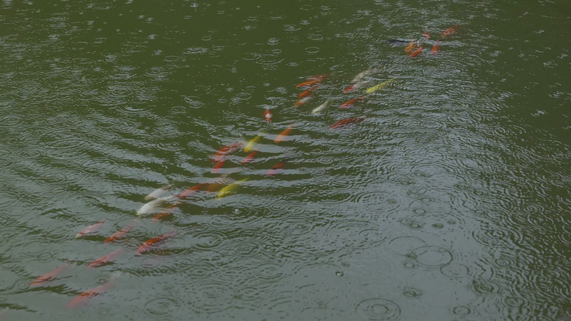 4K雨中池塘鱼儿嬉戏转圈未调色视频的预览图