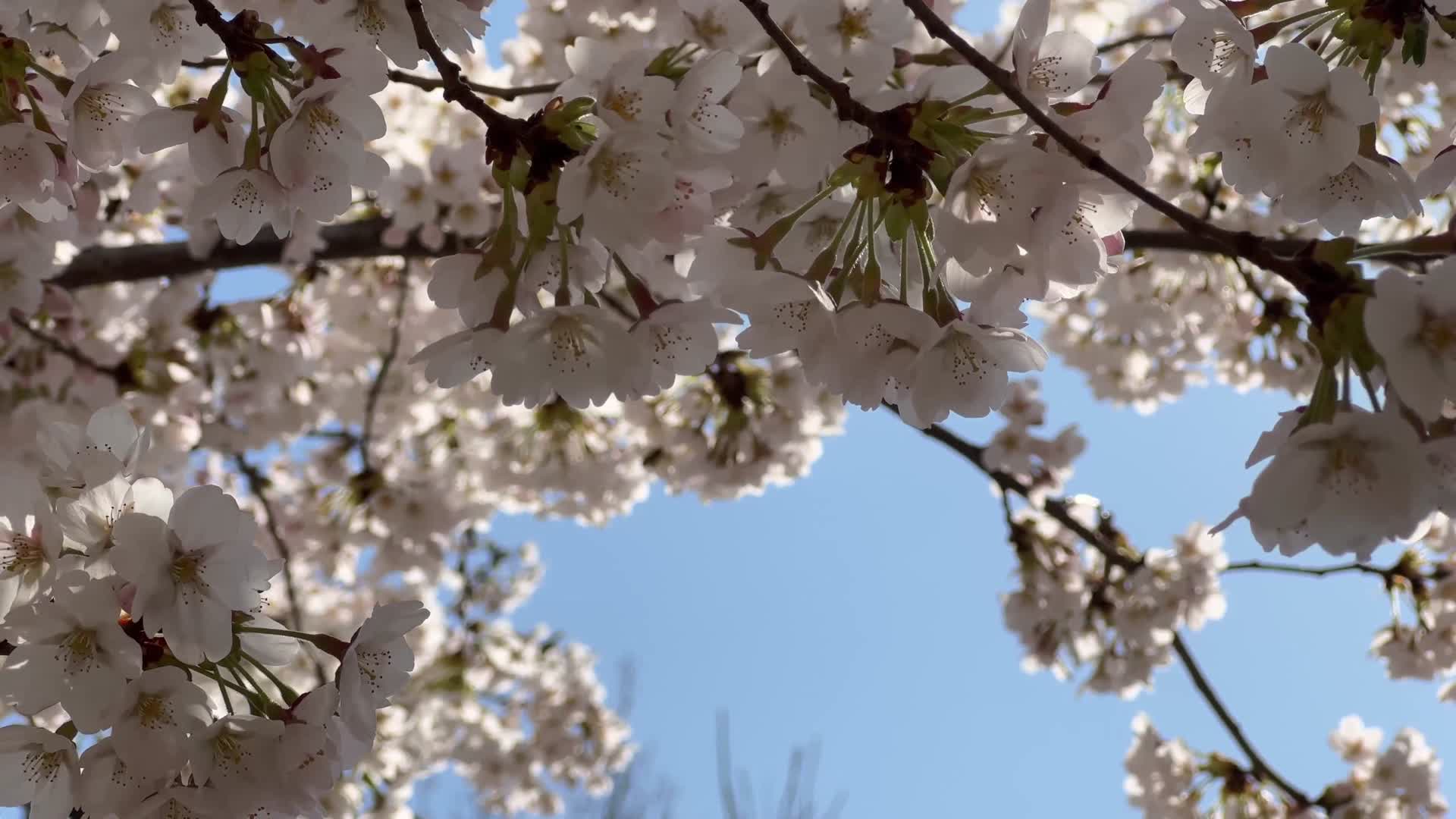 樱花开放摇曳树枝上的樱花桃花视频的预览图