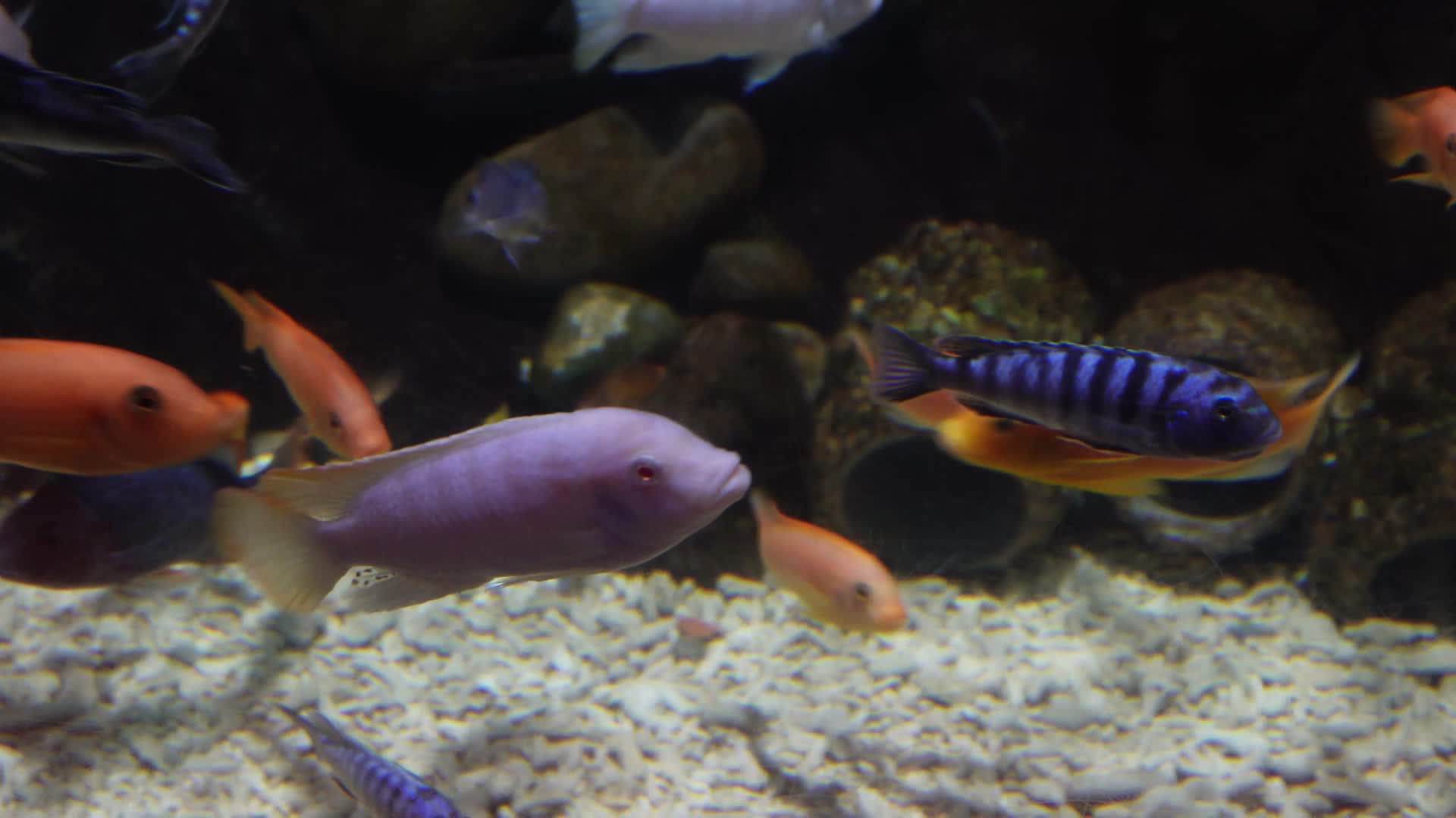 鱼类三湖慈鲷彩色热带鱼水族视频的预览图