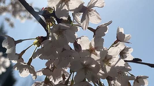 樱花开放摇曳树枝上的樱花桃花视频的预览图